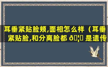 耳垂紧贴脸颊,面相怎么样（耳垂紧贴脸,和分离脸都 🦈 是遗传吗）